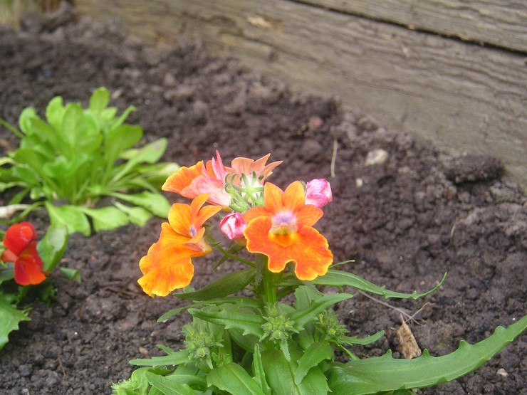 Plantation de nemesia en pleine terre