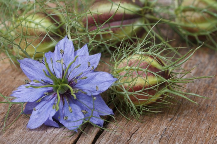 Propriétés utiles de la nigelle