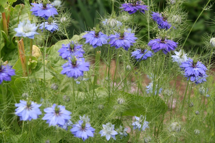 Prendre soin de la nigelle dans le jardin