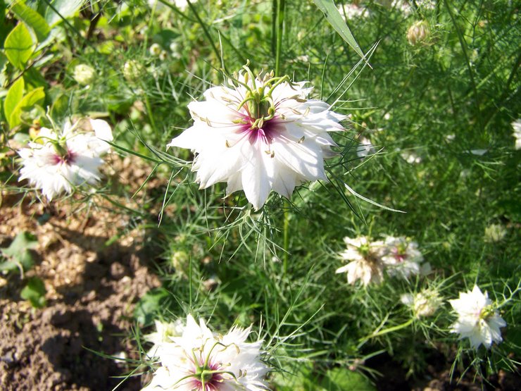 Types et variétés de nigelle