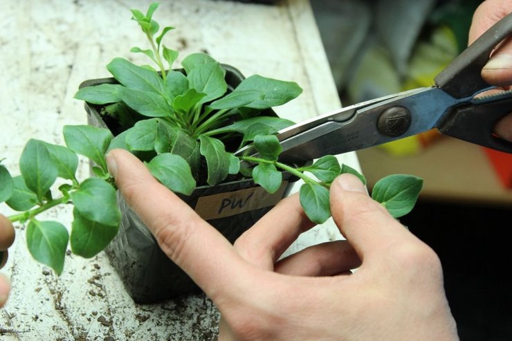 Pour une meilleure ramification des plantes, plusieurs pincements sont effectués