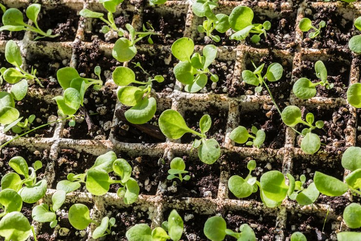 Comment faire pousser des plants de pétunia à partir de graines