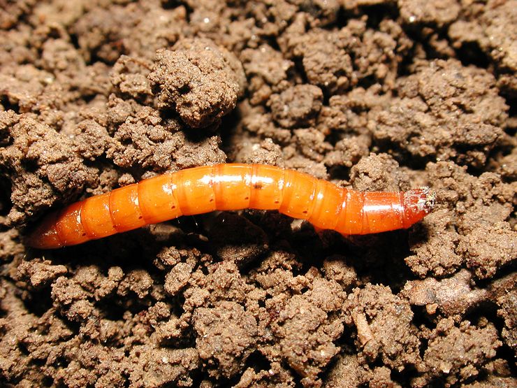 Wireworm - comment se débarrasser du jardin, des fonds et des préparations. Lutte contre les pommes de terre et les carottes taupins