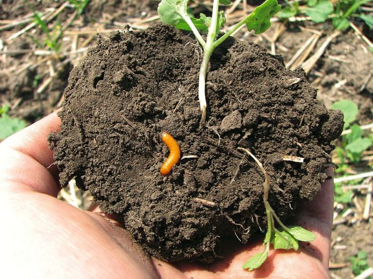 Combattre le taupin dans le potager