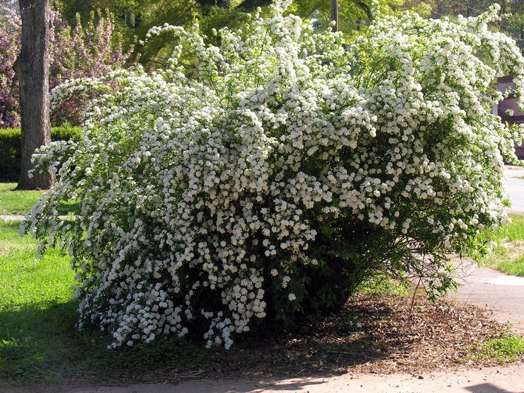 Spirée - plantation et entretien en plein champ.Cultiver la spirée à partir de graines, méthodes de reproduction. Description, types. Une photo