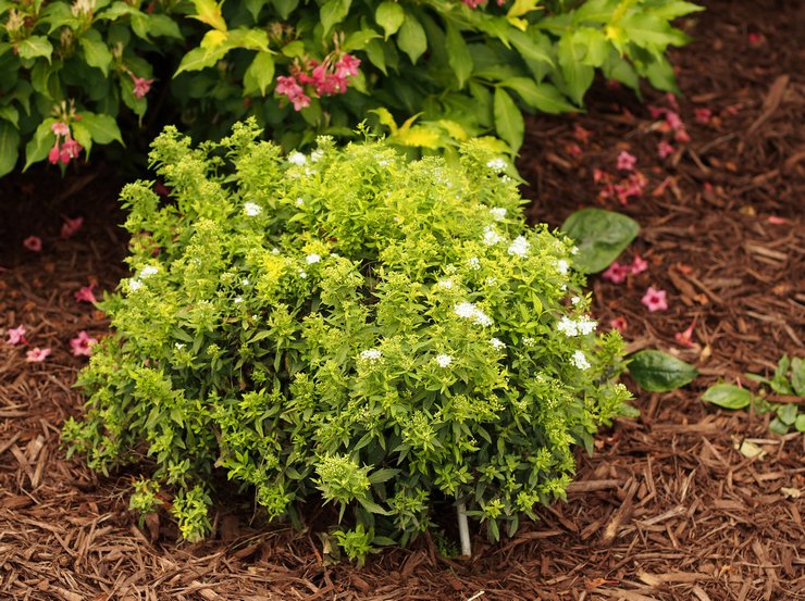 Planter la spirée en pleine terre