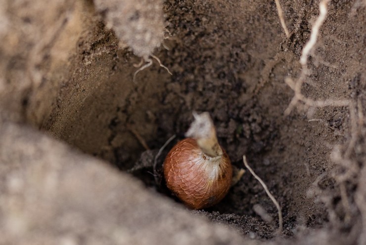 Plantation d'acidants