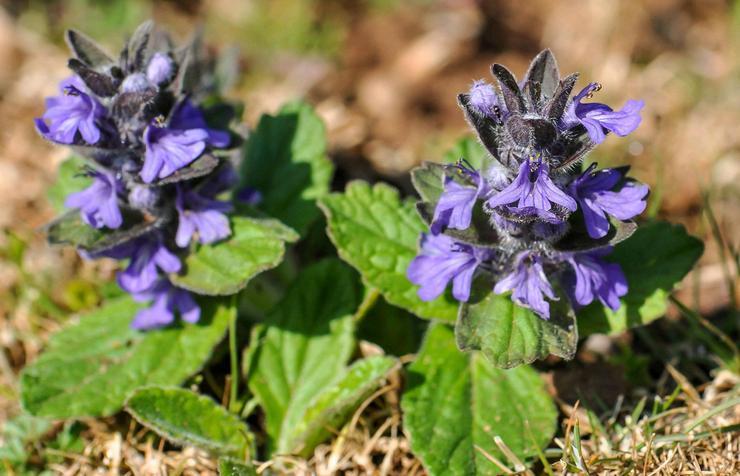 Prendre soin d'une plante tenace en plein champ