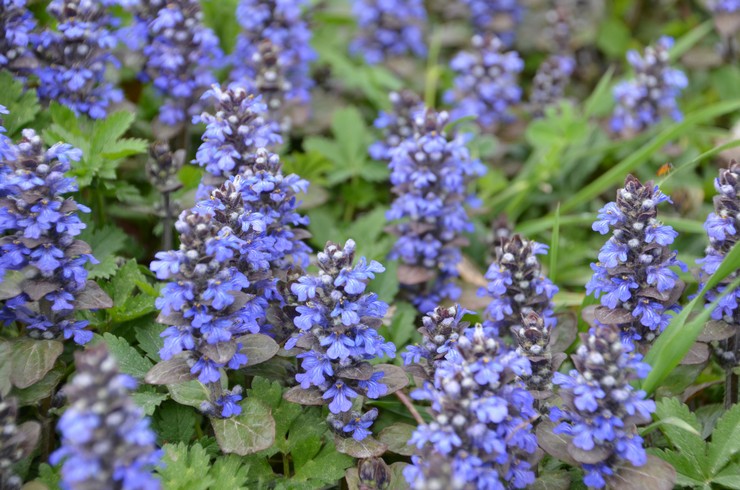 Types et variétés de tenace