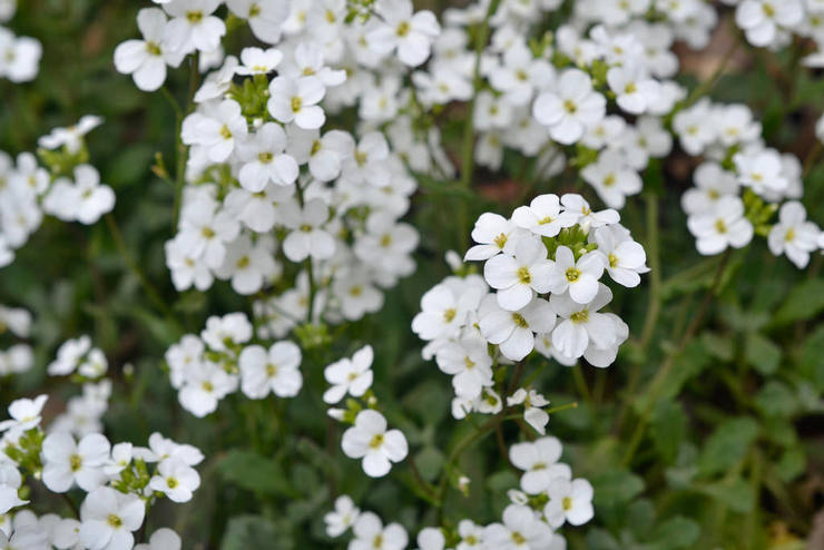 Arabis (Rezuha) - plantation et entretien en plein champ. Cultiver des Arabis à partir de graines, méthodes de reproduction. Description, types. Une photo