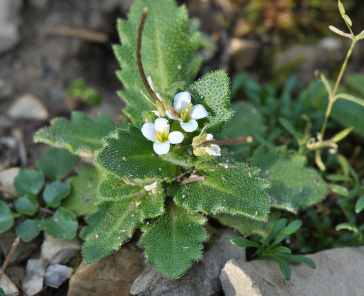 Planter des Arabis en pleine terre