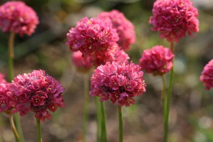 Armeria - plantation et entretien en plein champ. Culture d'une fleur d'armeria, méthodes de reproduction. Description, types. Une photo