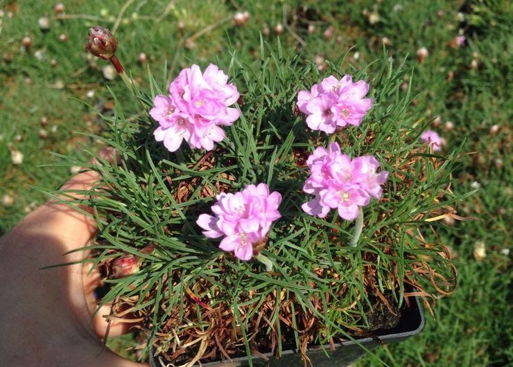 Planter une armeria en pleine terre