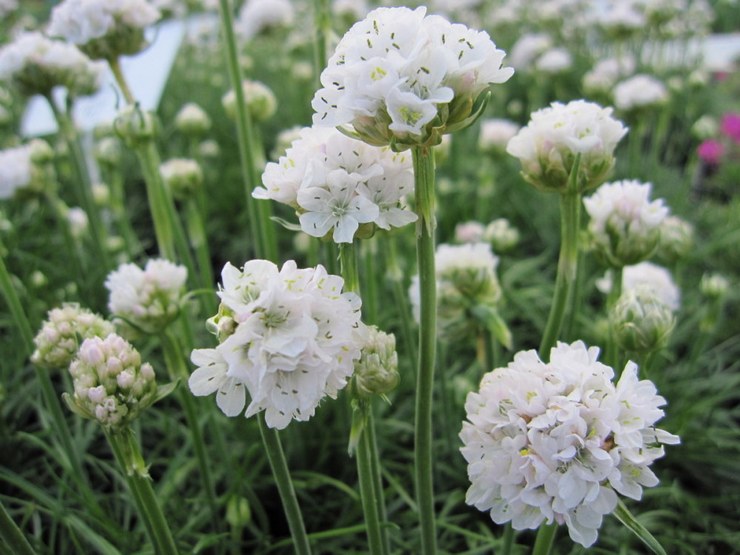 Types et variétés d'armeria