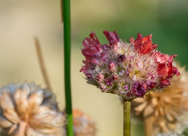 Armeria après la floraison