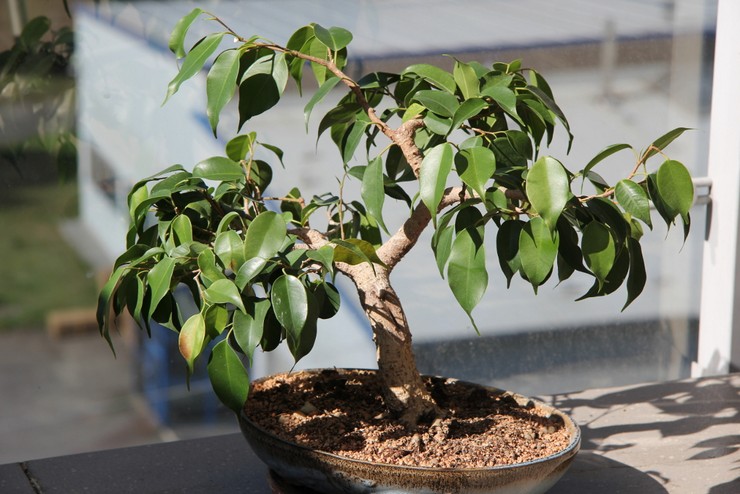 Comment faire un bonsaï de ficus