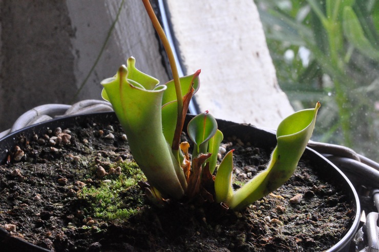 Il n'est pas nécessaire de transplanter spécialement la plante