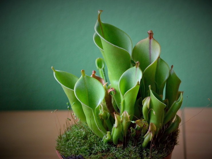 Heliamphora - soins à domicile. Culture, transplantation et reproduction d'Heliamphora. Description, types. Une photo