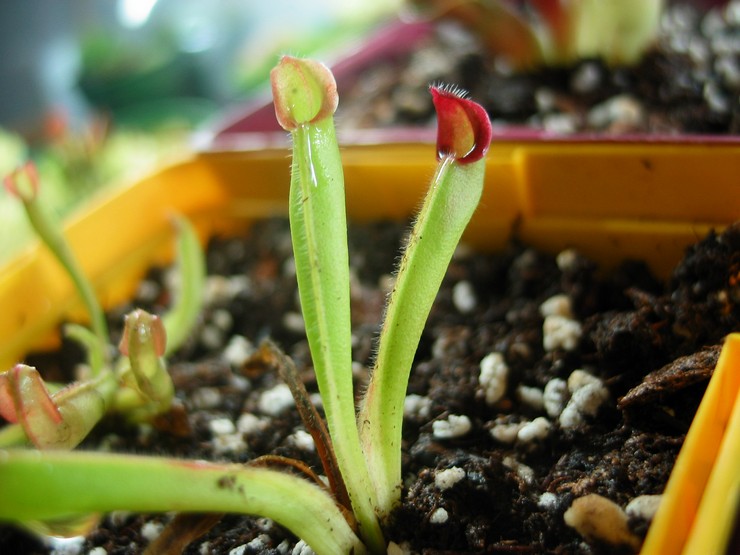 Reproduction d'Heliamphora