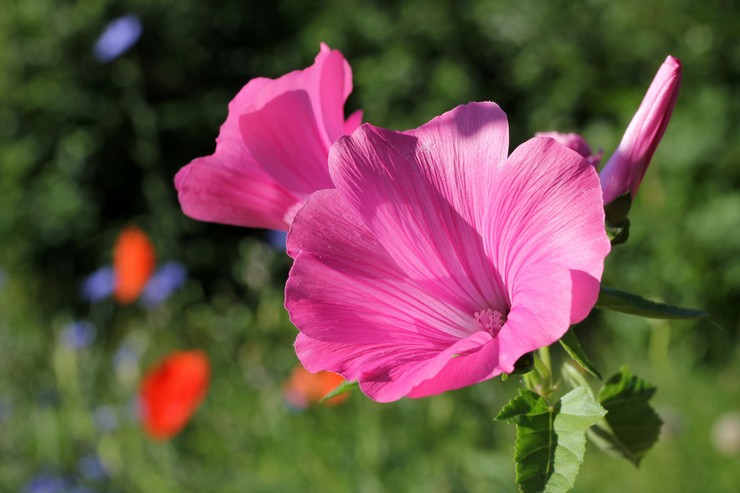 Lavatera - plantation et entretien en plein champ. Cultiver une fleur de Lavatera à partir de graines. Description, types. Une photo