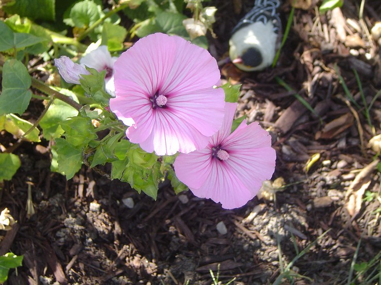 Planter une lavatière en pleine terre