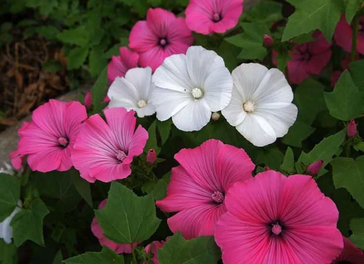 Types et variétés de lavatera