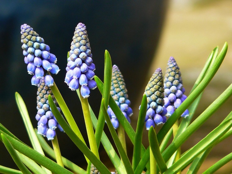 Muscari - plantation et toilettage à l'extérieur. Culture de muscari, méthodes d'élevage. Description, types. Une photo