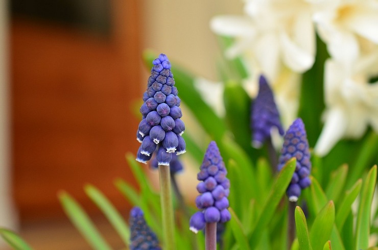 Description des fleurs de muscari