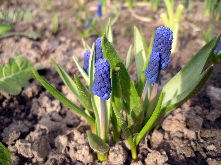 Planter des muscari en pleine terre