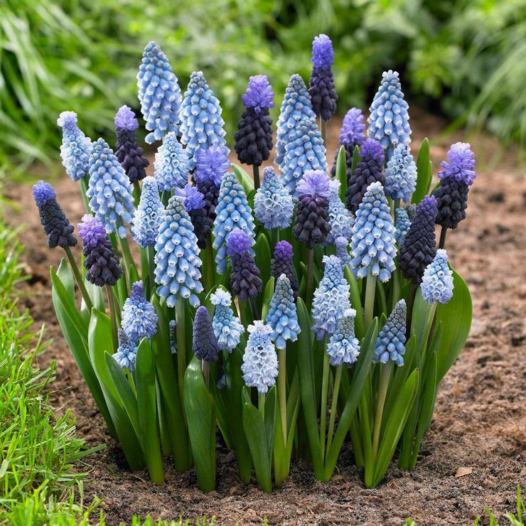 Soin des fleurs Muscari