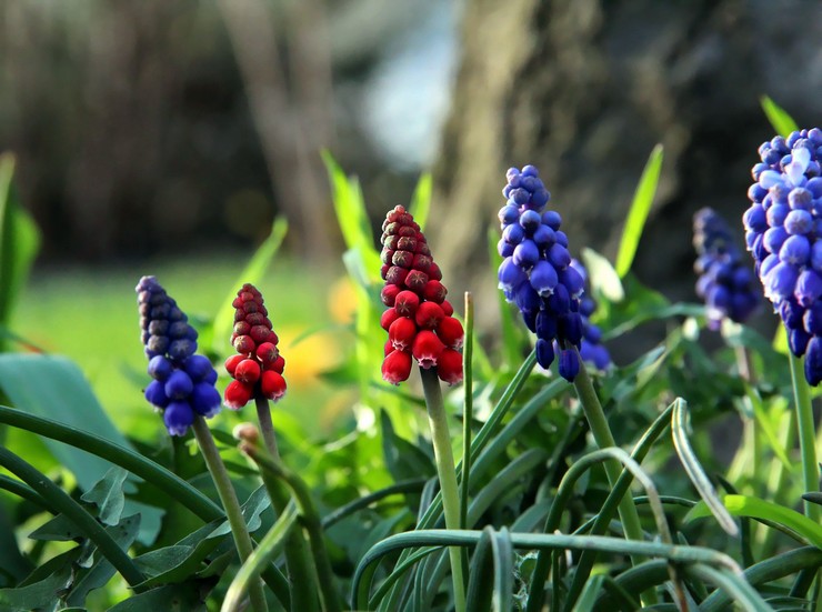 Types et variétés de muscari