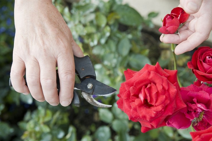 Règles pour la taille des roses d'intérieur