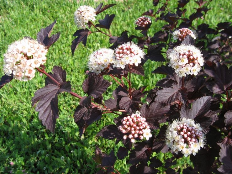 Plante à bulles dans la conception de paysage