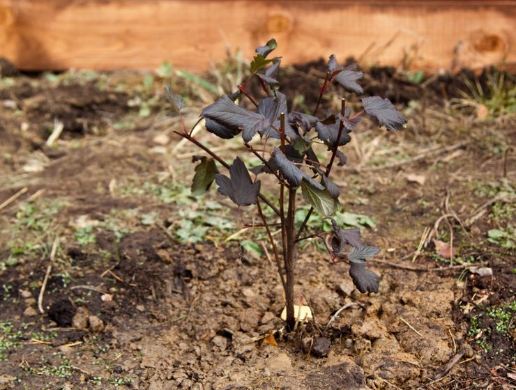 Planter la vessie en pleine terre