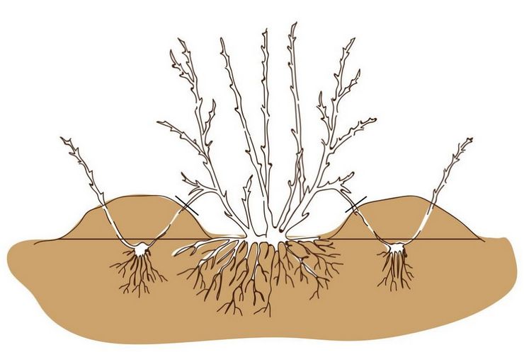 Propagation de la vésicule par superposition