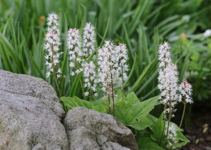 Tiarella - plantation et entretien en plein champ. Culture de tiarella, méthodes d'élevage. Description, types. Une photo