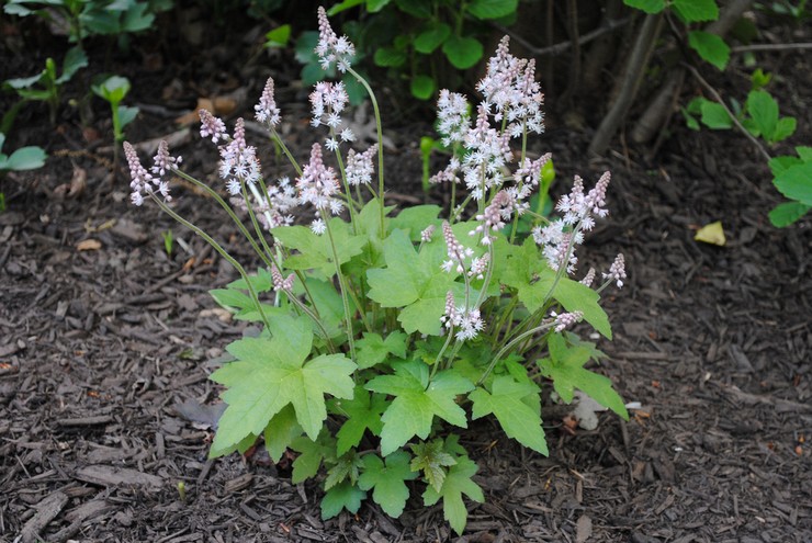 Description de la tiarella