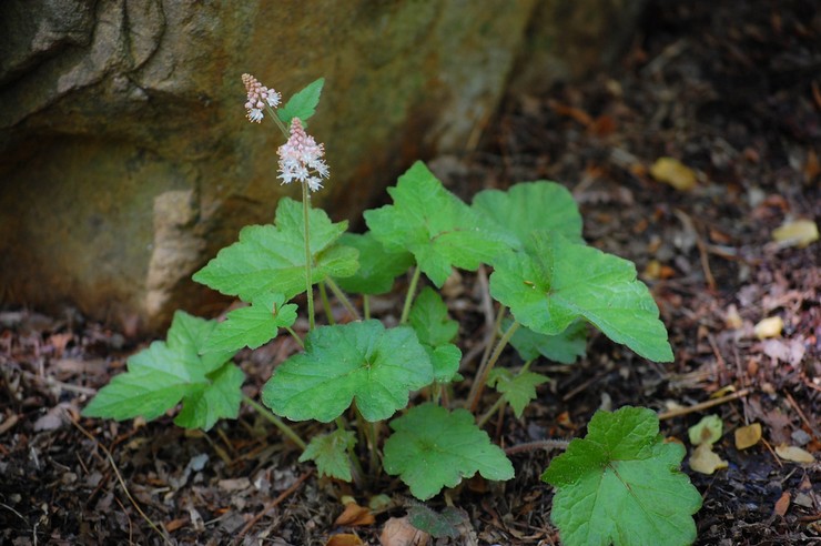 Plantation de tiarella