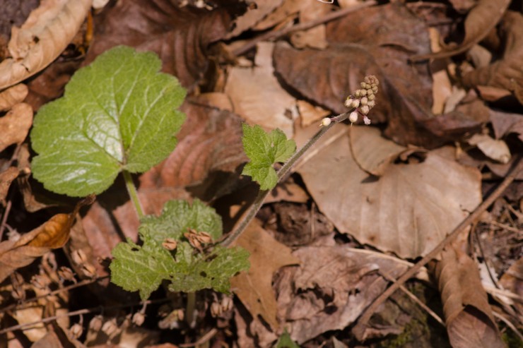 Reproduction de tiarella