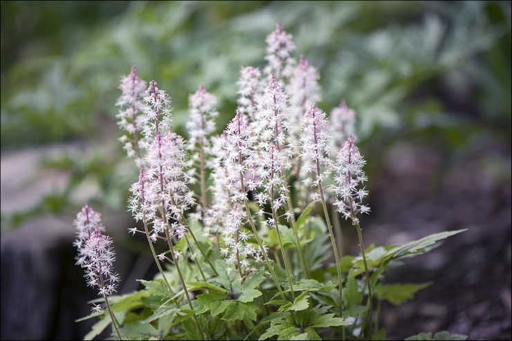 Les meilleures variétés hybrides de tiarella