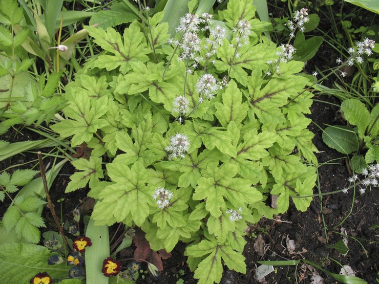 Soin Tiarella dans la gonte ouverte