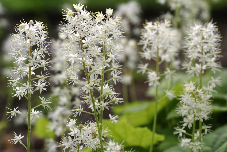 Types et variétés de tiarella