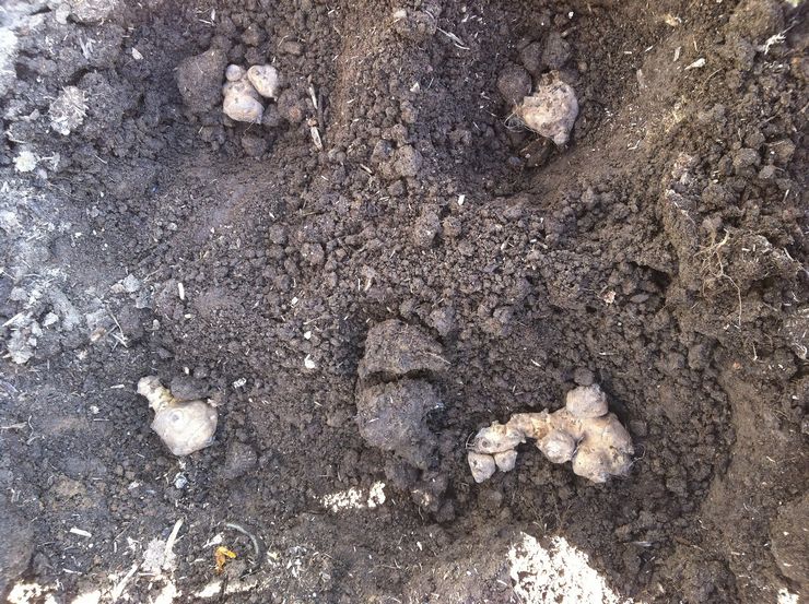 Planter du topinambour en pleine terre