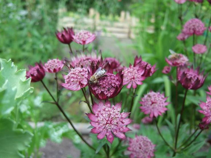 Astrantia carniola