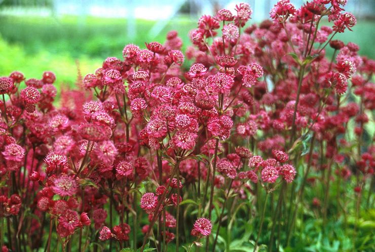 Astrantia dans l'aménagement paysager