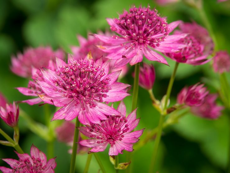 Astrantia est grande ou astrantia est grande