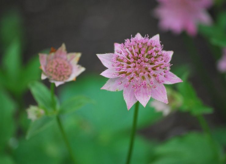 Astrantia est le plus grand