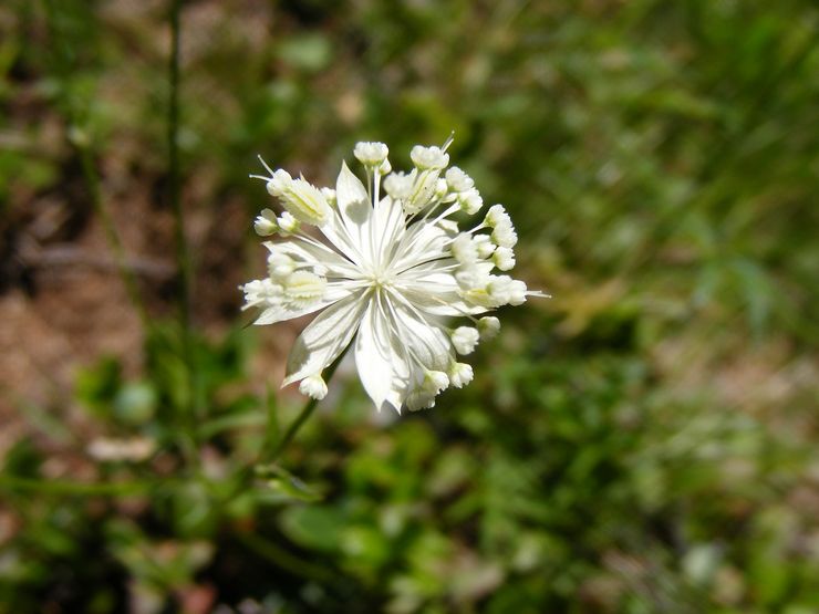 Astrantia petit