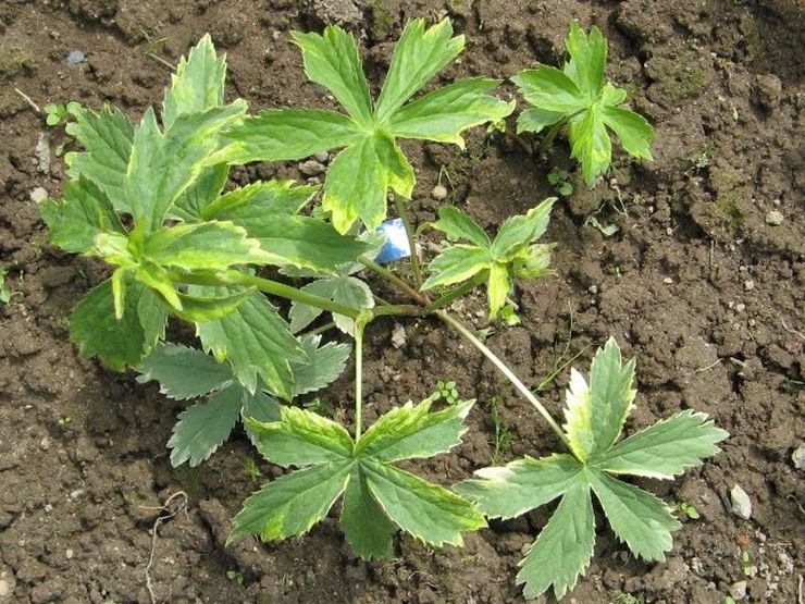 Atterrissage d'Astrantia en pleine terre