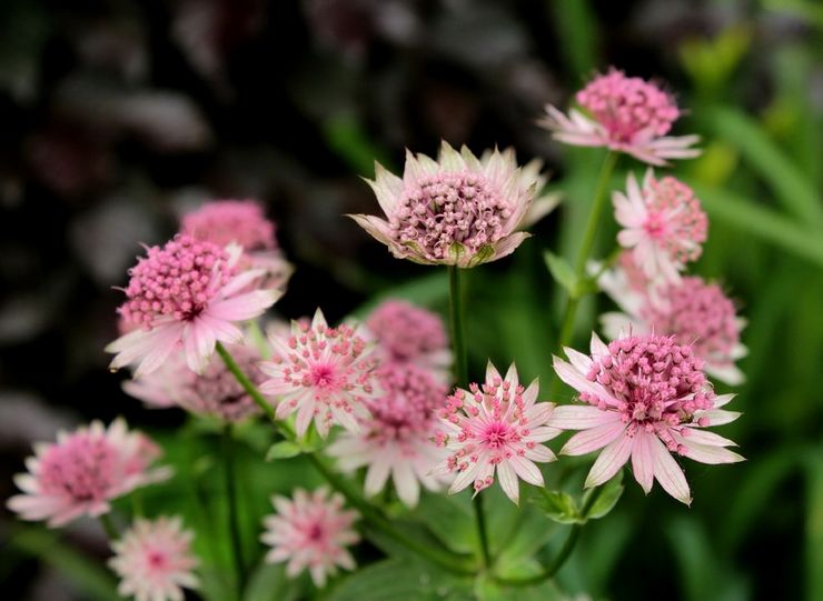 Usine d'Astrantia